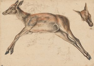 Dead Hind, the Four Limbs Extended, and Hind